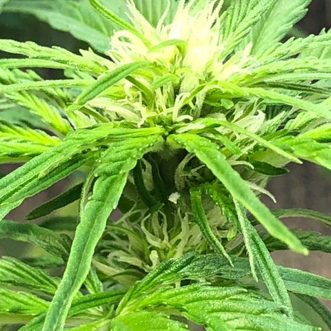 Bruce Banner auto 💪💚🌳👒🦚 growlog timeline photo