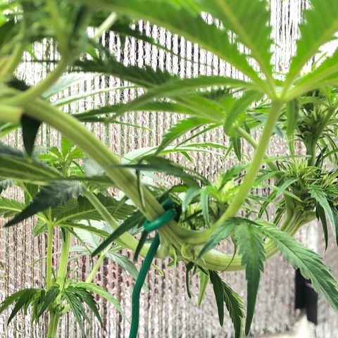 Bruce Banner auto 💪💚🌳👒🦚 growlog timeline photo