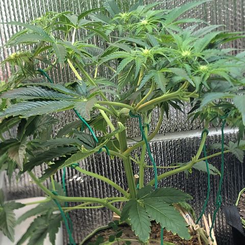 Bruce Banner auto 💪💚🌳👒🦚 growlog timeline photo
