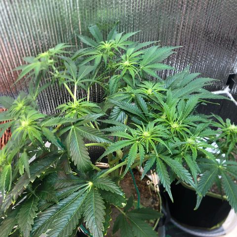 Bruce Banner auto 💪💚🌳👒🦚 growlog timeline photo