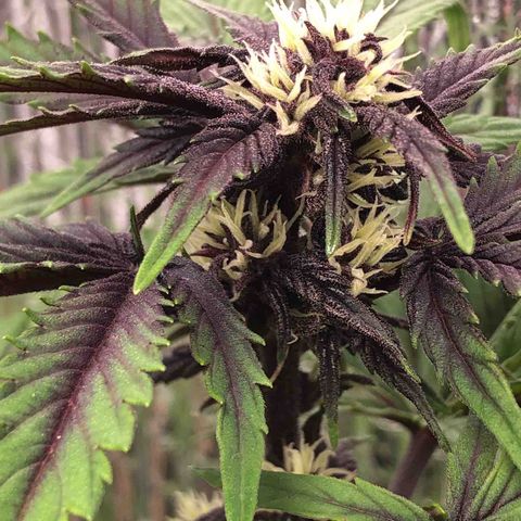 Pink kush CBD auto 🌸💞🌷🐷👙🦩 growlog timeline photo