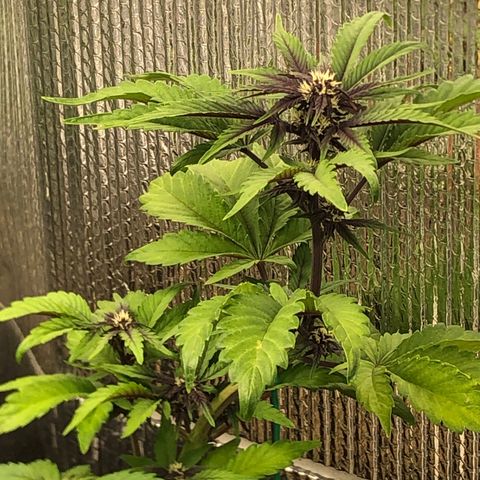 Pink kush CBD auto 🌸💞🌷🐷👙🦩 growlog timeline photo