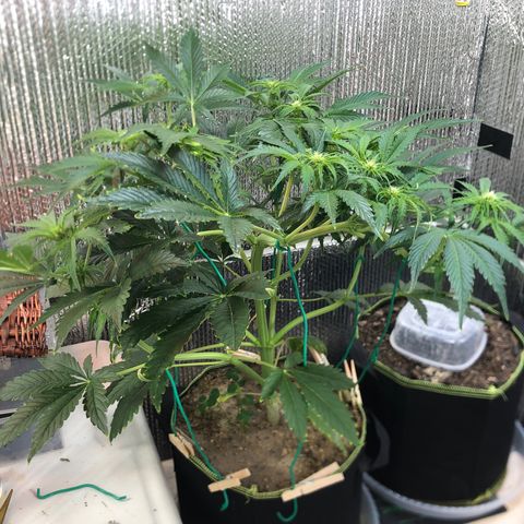 Bruce Banner auto 💪💚🌳👒🦚 growlog timeline photo