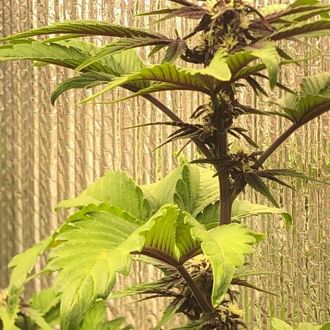 Pink kush CBD auto 🌸💞🌷🐷👙🦩 growlog timeline photo