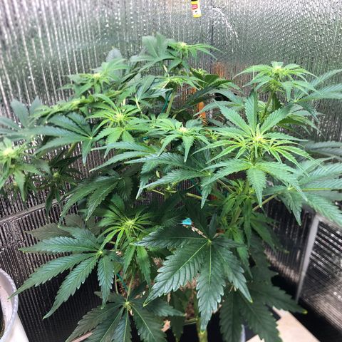 Bruce Banner auto 💪💚🌳👒🦚 growlog timeline photo
