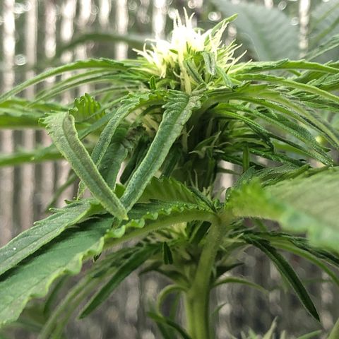 Bruce Banner auto 💪💚🌳👒🦚 growlog timeline photo