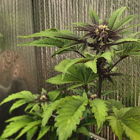 Pink kush CBD auto 🌸💞🌷🐷👙🦩 growlog timeline photo
