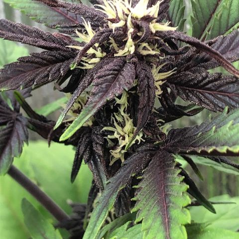 Pink kush CBD auto 🌸💞🌷🐷👙🦩 growlog timeline photo
