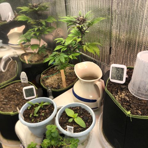 Pink kush CBD auto 🌸💞🌷🐷👙🦩 growlog timeline photo