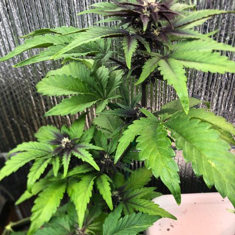 Pink kush CBD auto 🌸💞🌷🐷👙🦩 growlog timeline photo