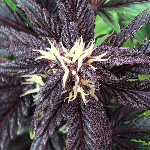 Pink kush CBD auto 🌸💞🌷🐷👙🦩 growlog timeline photo
