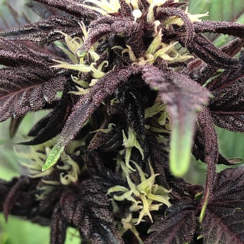 Pink kush CBD auto 🌸💞🌷🐷👙🦩 growlog timeline photo