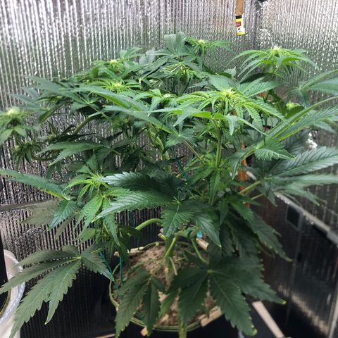 Bruce Banner auto 💪💚🌳👒🦚 growlog timeline photo