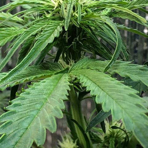 Bruce Banner auto 💪💚🌳👒🦚 growlog timeline photo