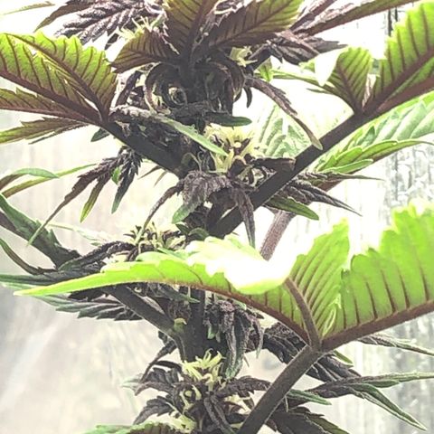 Pink kush CBD auto 🌸💞🌷🐷👙🦩 growlog timeline photo