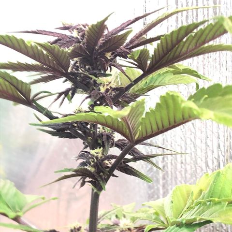 Pink kush CBD auto 🌸💞🌷🐷👙🦩 growlog timeline photo