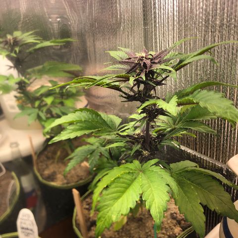 Pink kush CBD auto 🌸💞🌷🐷👙🦩 growlog timeline photo