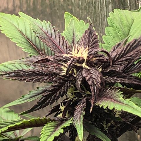 Pink kush CBD auto 🌸💞🌷🐷👙🦩 growlog timeline photo