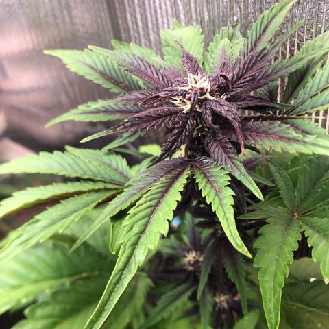 Pink kush CBD auto 🌸💞🌷🐷👙🦩 growlog timeline photo