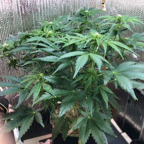 Bruce Banner auto 💪💚🌳👒🦚 growlog timeline photo