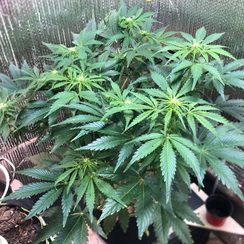 Bruce Banner auto 💪💚🌳👒🦚 growlog timeline photo