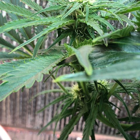 Bruce Banner auto 💪💚🌳👒🦚 growlog timeline photo