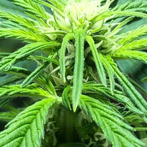 Bruce Banner auto 💪💚🌳👒🦚 growlog timeline photo