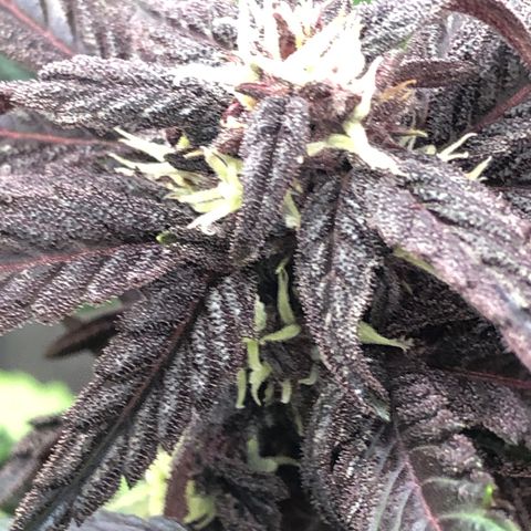 Pink kush CBD auto 🌸💞🌷🐷👙🦩 growlog timeline photo