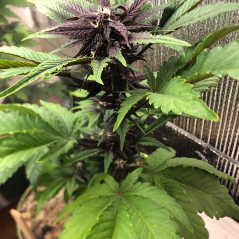 Pink kush CBD auto 🌸💞🌷🐷👙🦩 growlog timeline photo
