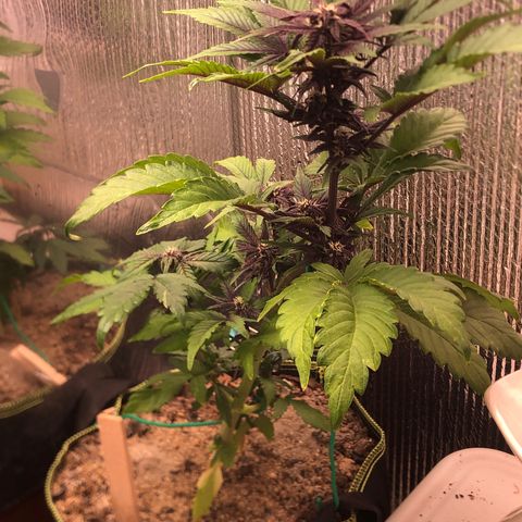 Pink kush CBD auto 🌸💞🌷🐷👙🦩 growlog timeline photo