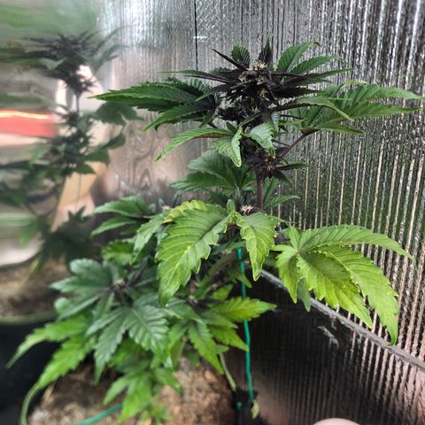 Pink kush CBD auto 🌸💞🌷🐷👙🦩 growlog timeline photo