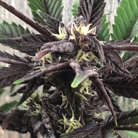 Pink kush CBD auto 🌸💞🌷🐷👙🦩 growlog timeline photo