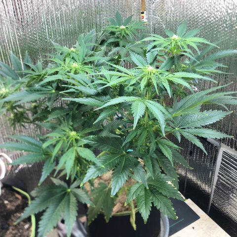 Bruce Banner auto 💪💚🌳👒🦚 growlog timeline photo