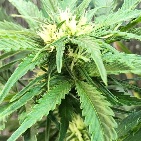 Bruce Banner auto 💪💚🌳👒🦚 growlog timeline photo