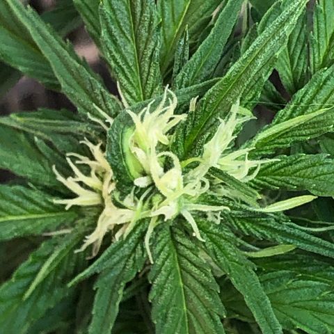 Bruce Banner auto 💪💚🌳👒🦚 growlog timeline photo