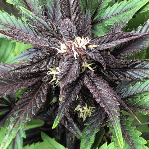 Pink kush CBD auto 🌸💞🌷🐷👙🦩 growlog timeline photo