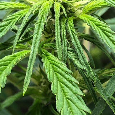 Bruce Banner auto 💪💚🌳👒🦚 growlog timeline photo