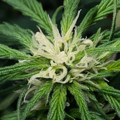 Bruce Banner auto 💪💚🌳👒🦚 growlog timeline photo