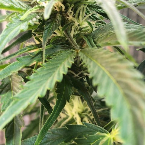 Bruce Banner auto 💪💚🌳👒🦚 growlog timeline photo