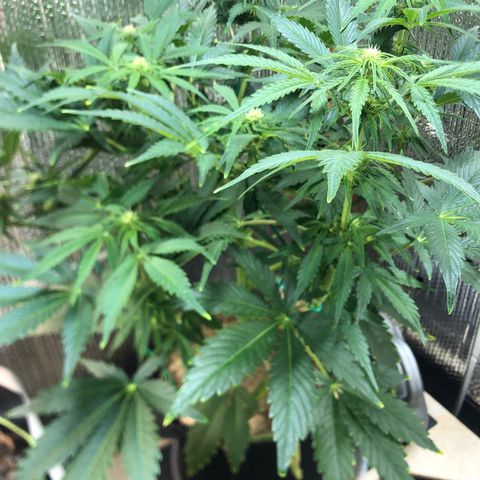 Bruce Banner auto 💪💚🌳👒🦚 growlog timeline photo