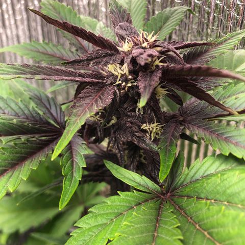 Pink kush CBD auto 🌸💞🌷🐷👙🦩 growlog timeline photo