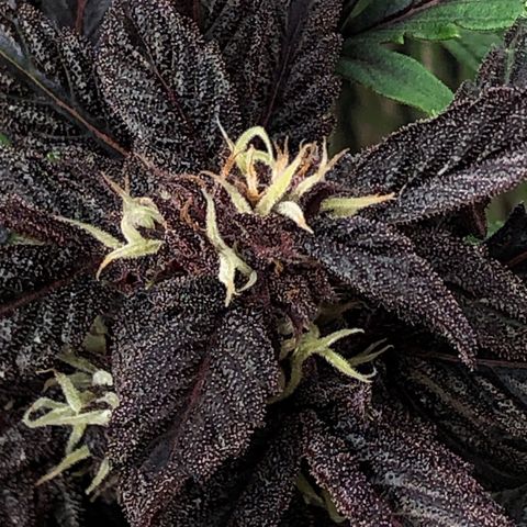 Pink kush CBD auto 🌸💞🌷🐷👙🦩 growlog timeline photo