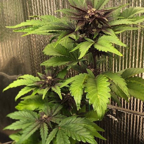 Pink kush CBD auto 🌸💞🌷🐷👙🦩 growlog timeline photo