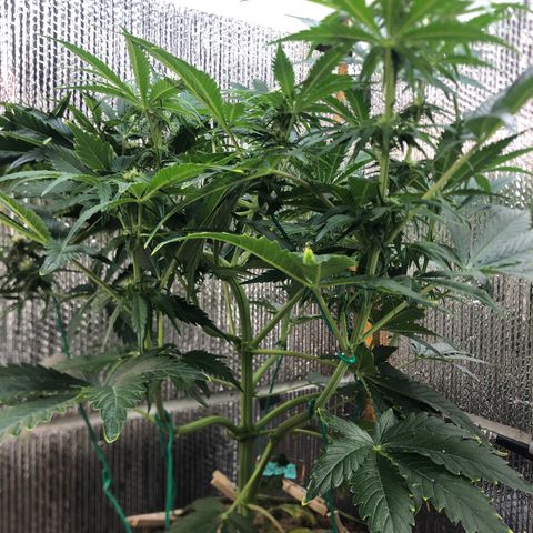Bruce Banner auto 💪💚🌳👒🦚 growlog timeline photo
