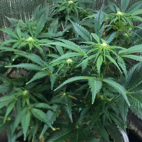 Bruce Banner auto 💪💚🌳👒🦚 growlog timeline photo