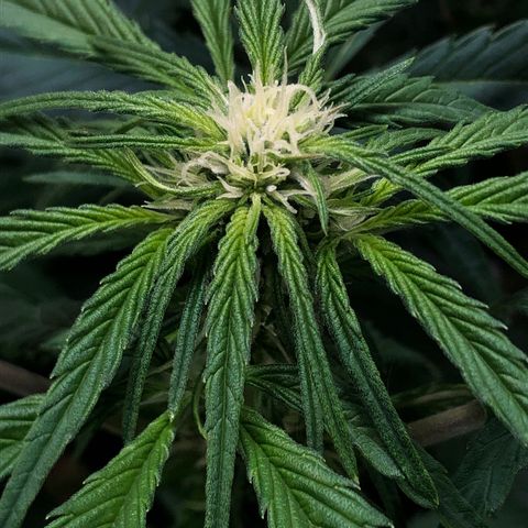Bruce Banner auto 💪💚🌳👒🦚 growlog timeline photo