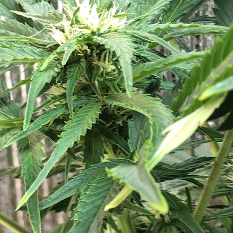 Bruce Banner auto 💪💚🌳👒🦚 growlog timeline photo