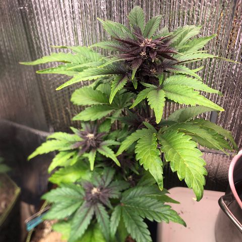 Pink kush CBD auto 🌸💞🌷🐷👙🦩 growlog timeline photo