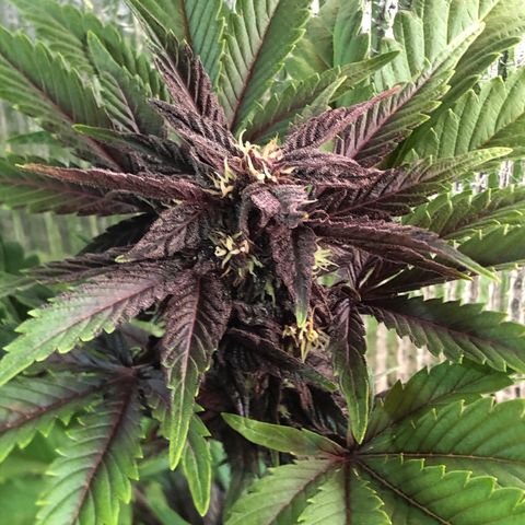 Pink kush CBD auto 🌸💞🌷🐷👙🦩 growlog timeline photo
