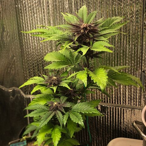 Pink kush CBD auto 🌸💞🌷🐷👙🦩 growlog timeline photo
